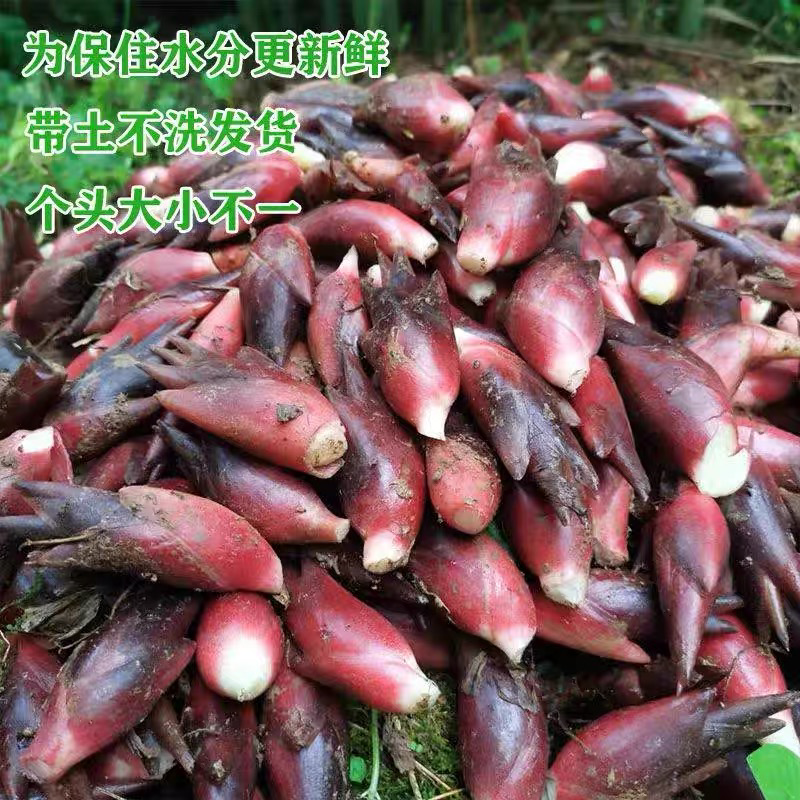 自种新鲜阳荷，洋荷，阳禾，洋禾阳荷姜，洋荷姜，襄荷，铭荷