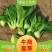 小油菜上海青代收代办长期供货欢迎采购