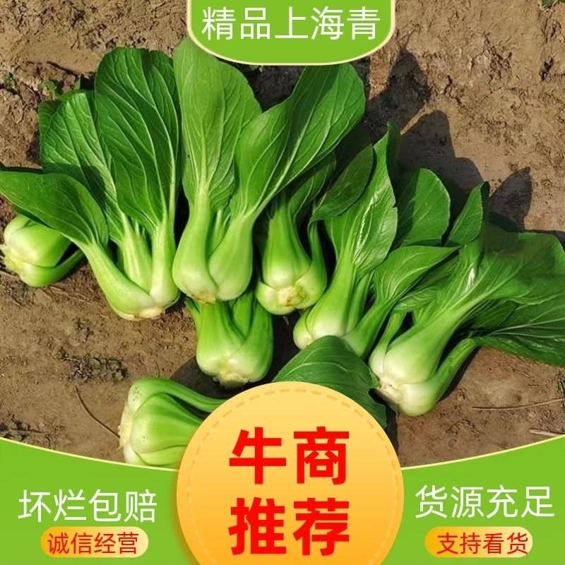 山东曹县油菜上海青代收代办长期供货山东小油菜小青菜小白菜