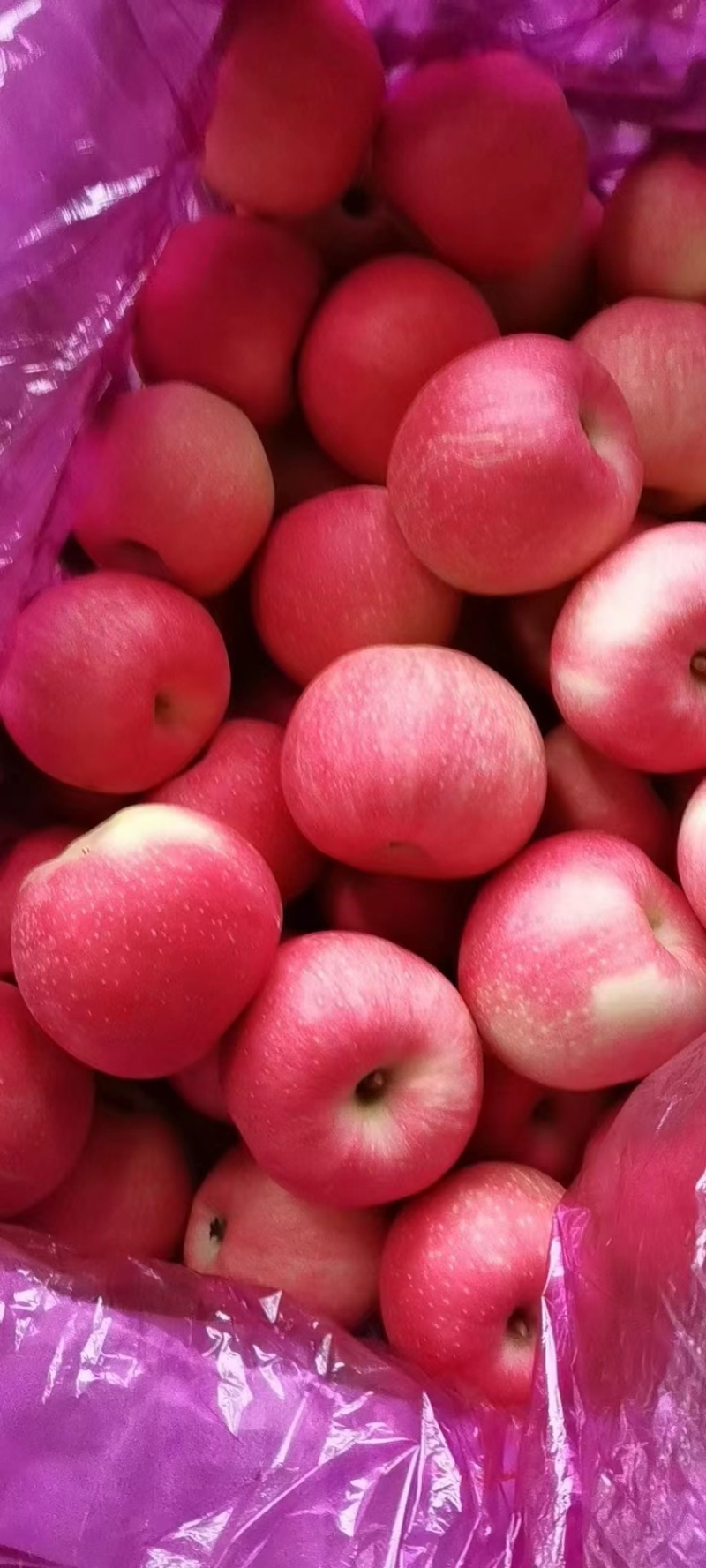 优选嘎啦苹果产地直销品质保证对接各类客户