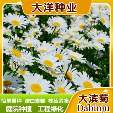 大滨菊种子大白菊西洋滨菊多年生宿根花卉花草种子