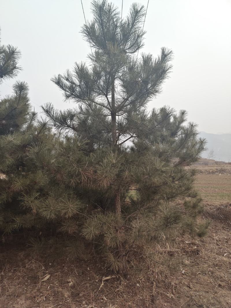 山西黄土地全冠一级油松树