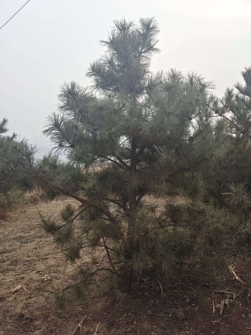 山西黄土地全冠一级油松树