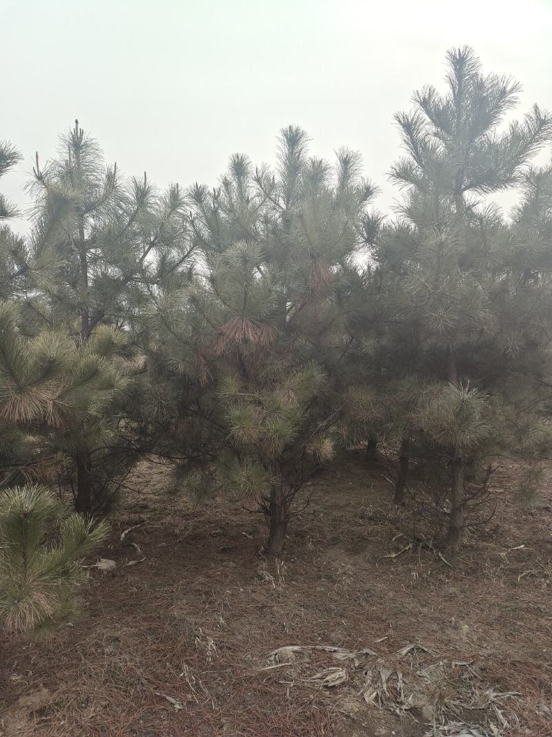 山西黄土地全冠一级油松树