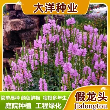 假龙头种子随意草种子景观绿化花卉种子宿根多年生花卉