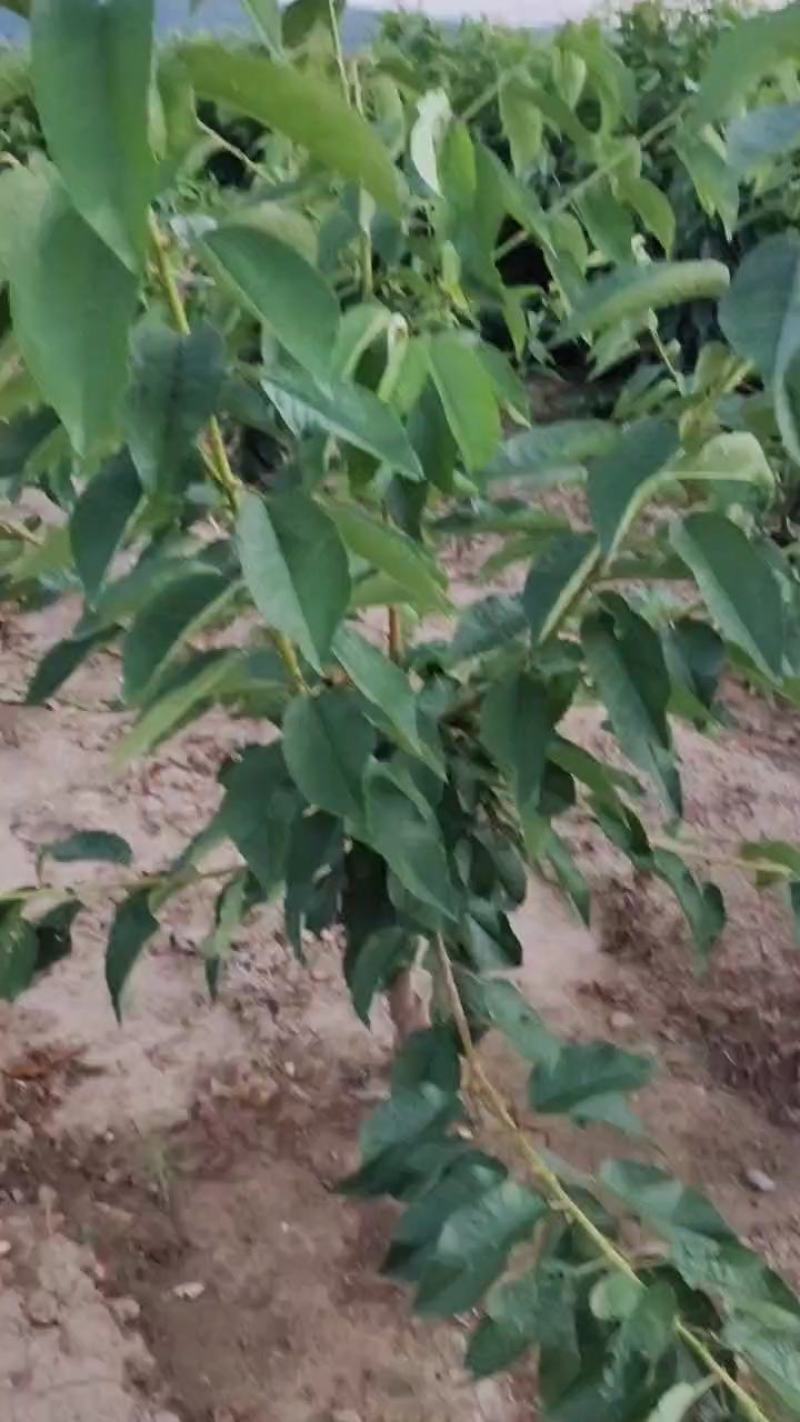 山西多年生苗圃地定植优良品种暴马丁香树苗
