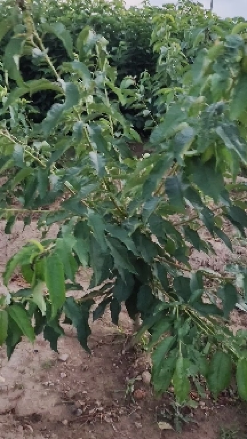 山西多年生苗圃地定植优良品种暴马丁香树苗