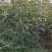 山西多年生苗圃地定植优良品种暴马丁香树苗