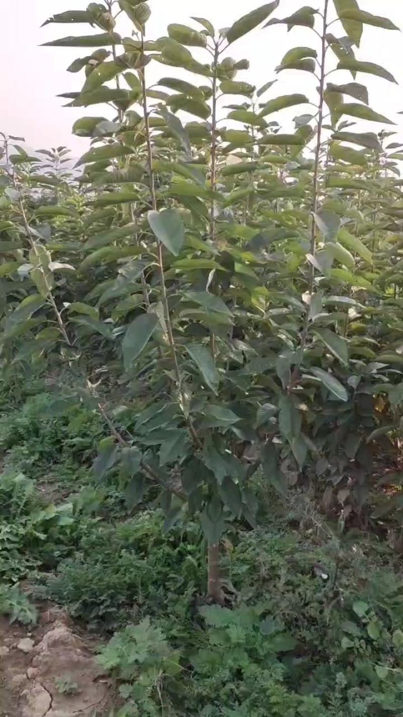 山西多年生苗圃地定植优良品种暴马丁香树苗
