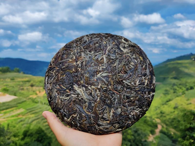 【凤麟】普洱茶生茶饼老树茶叶纯料茶农直销一饼也是批发价