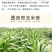 四季牧草杂交狼尾草多年生高产牧草耐寒耐寒早熟晚熟杂交王