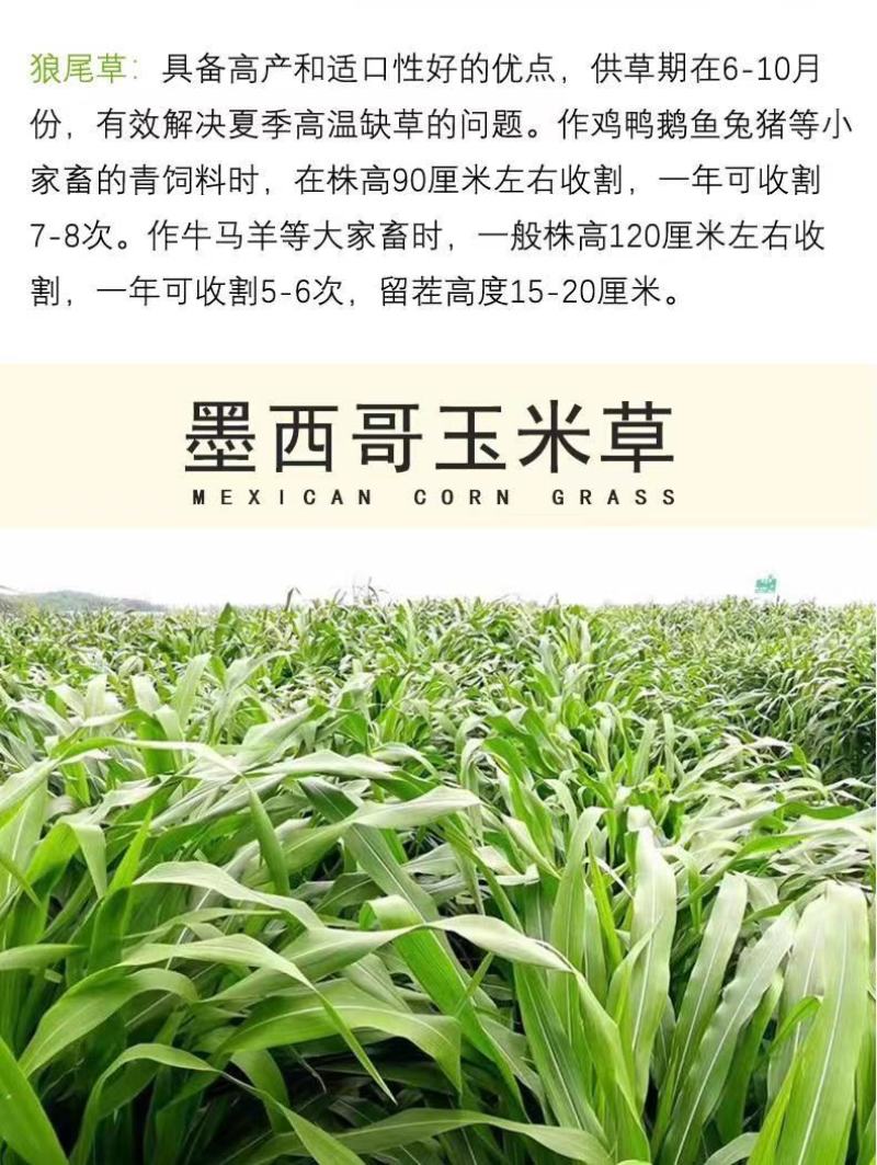 四季牧草杂交狼尾草多年生高产牧草耐寒耐寒早熟晚熟杂交王