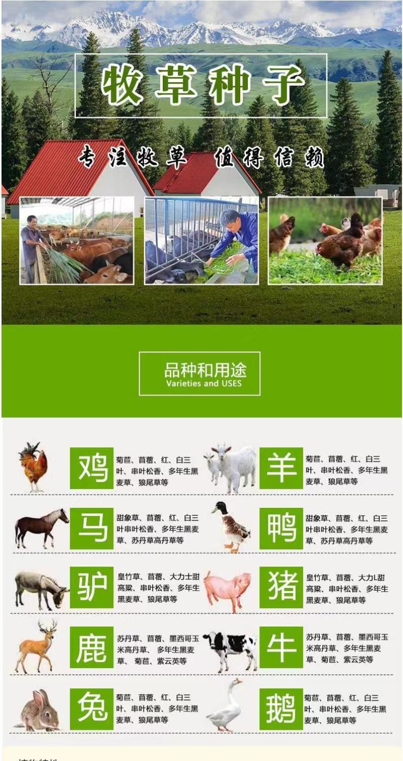 四季牧草杂交狼尾草多年生高产牧草耐寒耐寒早熟晚熟杂交王