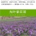 四季牧草杂交狼尾草多年生高产牧草耐寒耐寒早熟晚熟杂交王