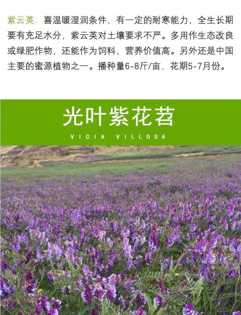 四季牧草杂交狼尾草多年生高产牧草耐寒耐寒早熟晚熟杂交王