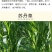 四季牧草杂交狼尾草多年生高产牧草耐寒耐寒早熟晚熟杂交王