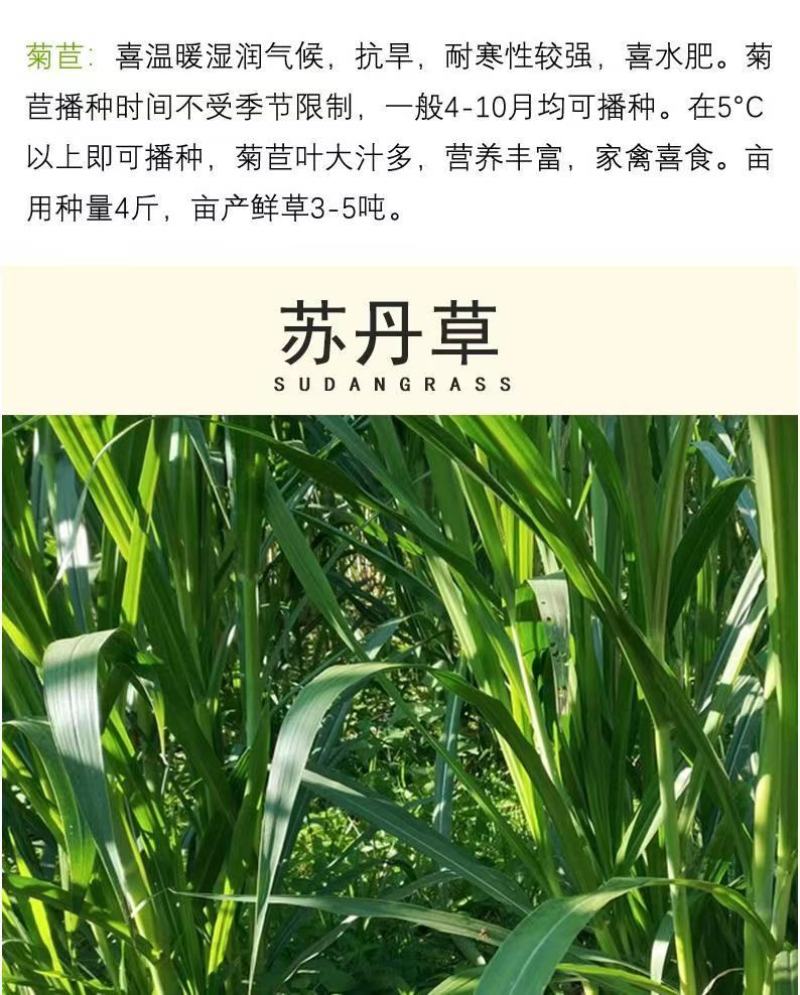四季牧草杂交狼尾草多年生高产牧草耐寒耐寒早熟晚熟杂交王