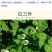 四季牧草杂交狼尾草多年生高产牧草耐寒耐寒早熟晚熟杂交王