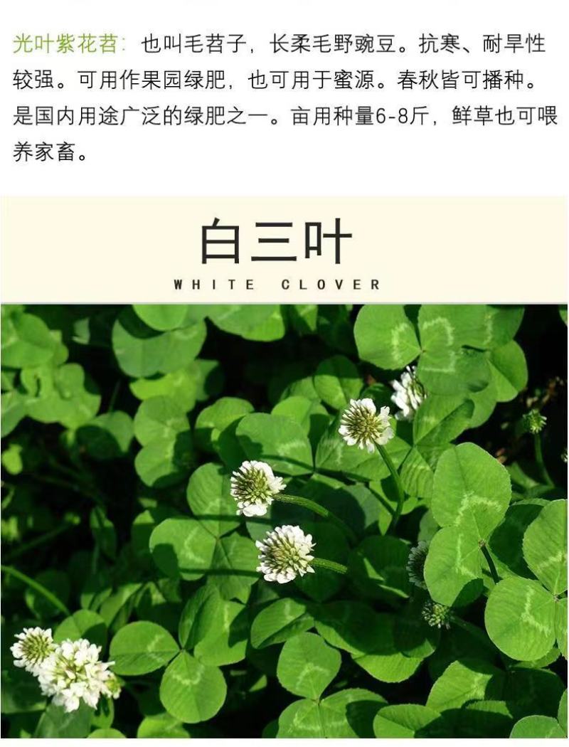 四季牧草杂交狼尾草多年生高产牧草耐寒耐寒早熟晚熟杂交王