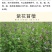 四季牧草杂交狼尾草多年生高产牧草耐寒耐寒早熟晚熟杂交王