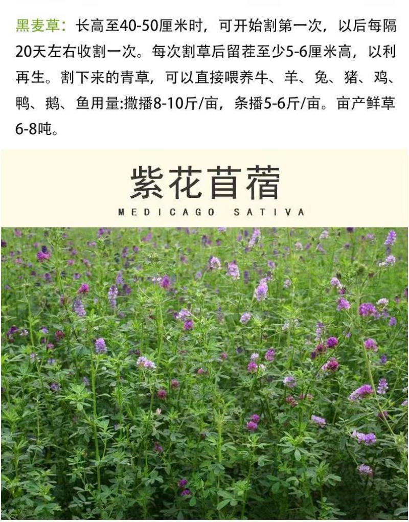 四季牧草杂交狼尾草多年生高产牧草耐寒耐寒早熟晚熟杂交王