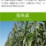 四季牧草杂交狼尾草多年生高产牧草耐寒耐寒早熟晚熟杂交王
