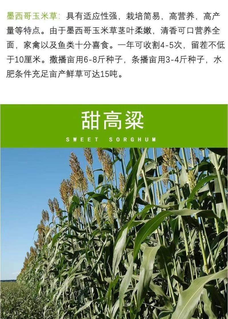 四季牧草杂交狼尾草多年生高产牧草耐寒耐寒早熟晚熟杂交王