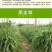 四季牧草杂交狼尾草多年生高产牧草耐寒耐寒早熟晚熟杂交王