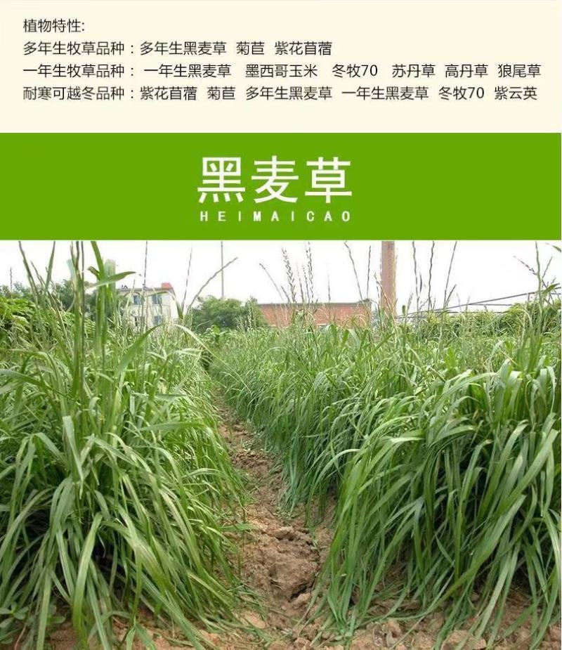 四季牧草杂交狼尾草多年生高产牧草耐寒耐寒早熟晚熟杂交王