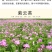 四季牧草杂交狼尾草多年生高产牧草耐寒耐寒早熟晚熟杂交王