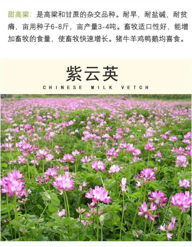 四季牧草杂交狼尾草多年生高产牧草耐寒耐寒早熟晚熟杂交王