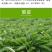四季牧草杂交狼尾草多年生高产牧草耐寒耐寒早熟晚熟杂交王