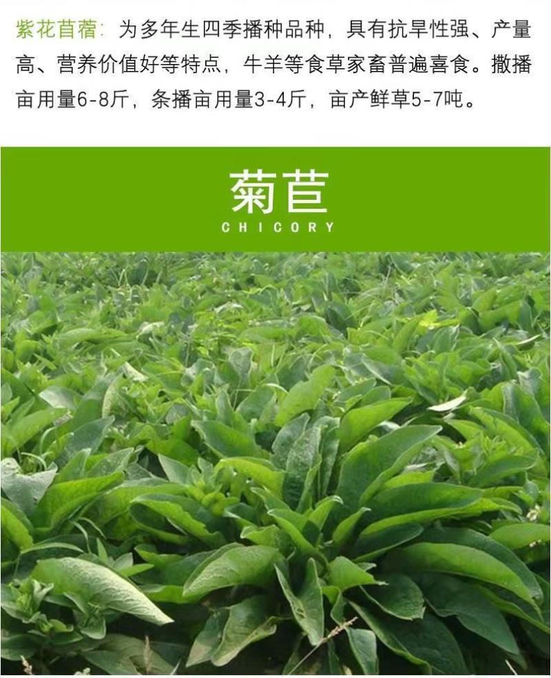 四季牧草杂交狼尾草多年生高产牧草耐寒耐寒早熟晚熟杂交王