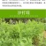 四季牧草杂交狼尾草多年生高产牧草耐寒耐寒早熟晚熟杂交王