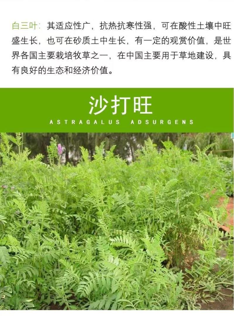 四季牧草杂交狼尾草多年生高产牧草耐寒耐寒早熟晚熟杂交王