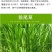四季牧草杂交狼尾草多年生高产牧草耐寒耐寒早熟晚熟杂交王