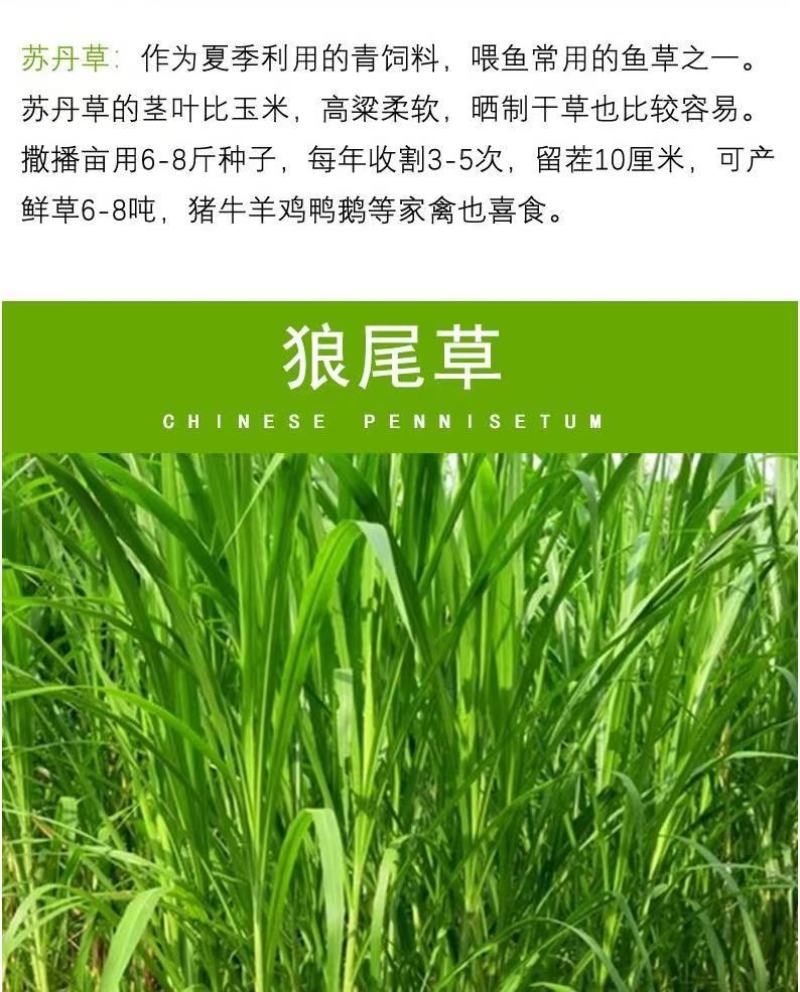 四季牧草杂交狼尾草多年生高产牧草耐寒耐寒早熟晚熟杂交王