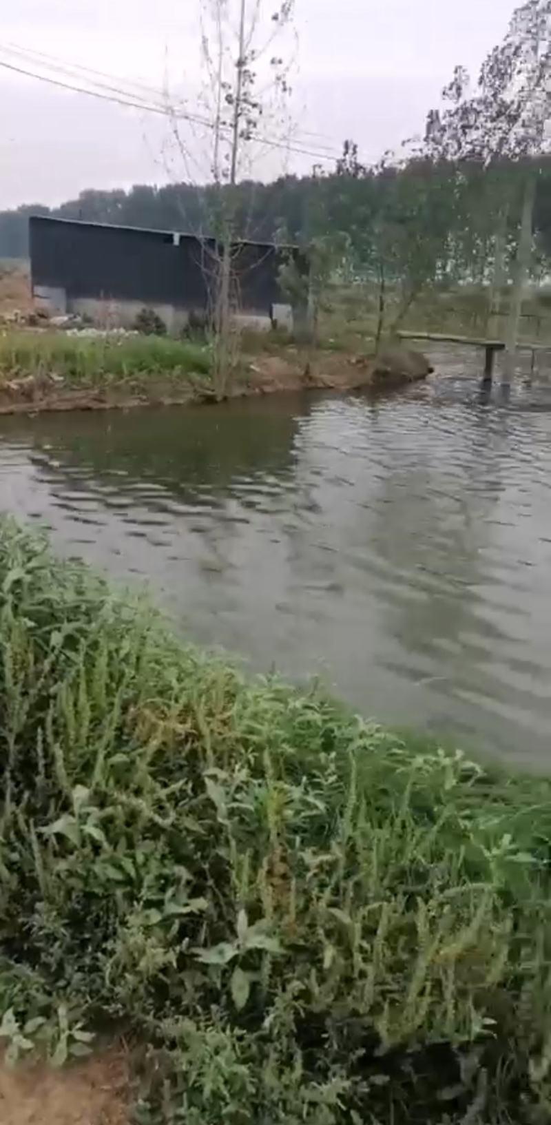 焦作市沁阳市鱼塘出租100亩价格来电详谈。