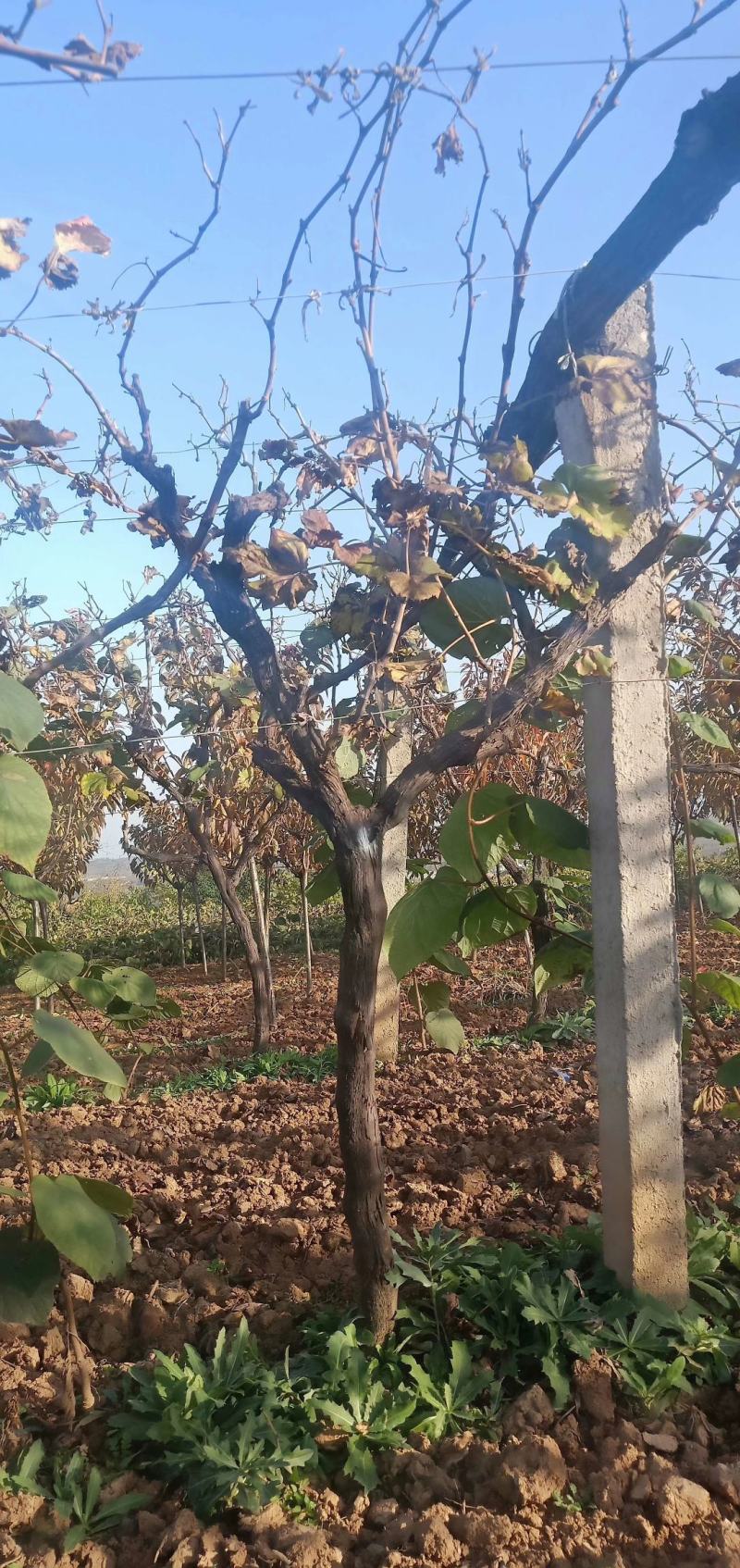葡萄树，带土球的葡萄树。占地，绿化都是不错的选择