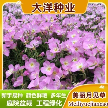 美丽月见草种子多年生四季开花夜来香粉色庭院打造花海