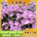 美丽月见草种子多年生四季开花夜来香粉色庭院打造花海