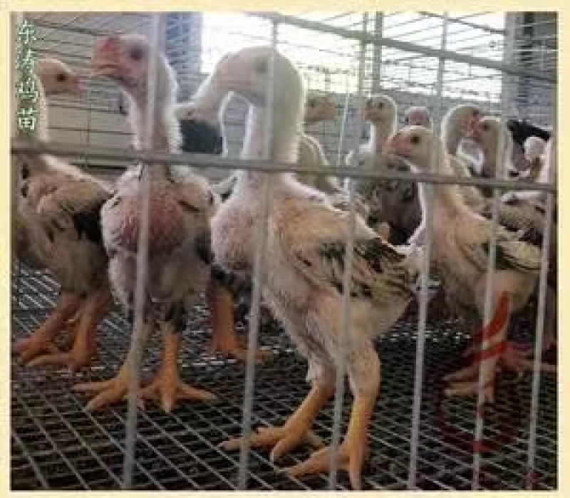 脱温越南东涛鸡大脚鸡东涛中鸡东涛鸡脱温苗质量正宗包路损