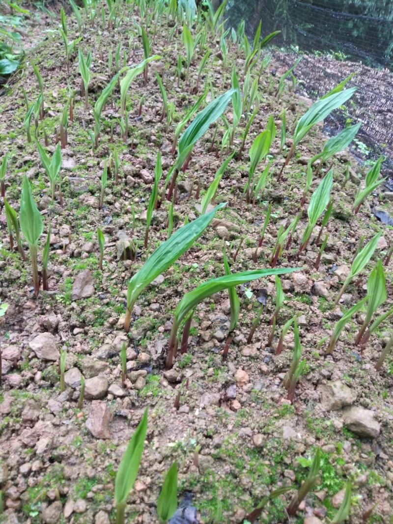 紫花宽叶毛慈姑苗（杜鹃兰）山慈菇，大量出售