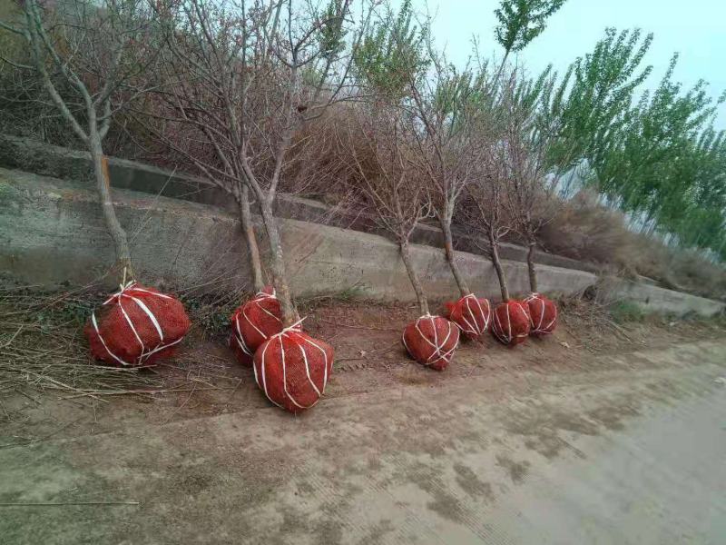 苹果苗
