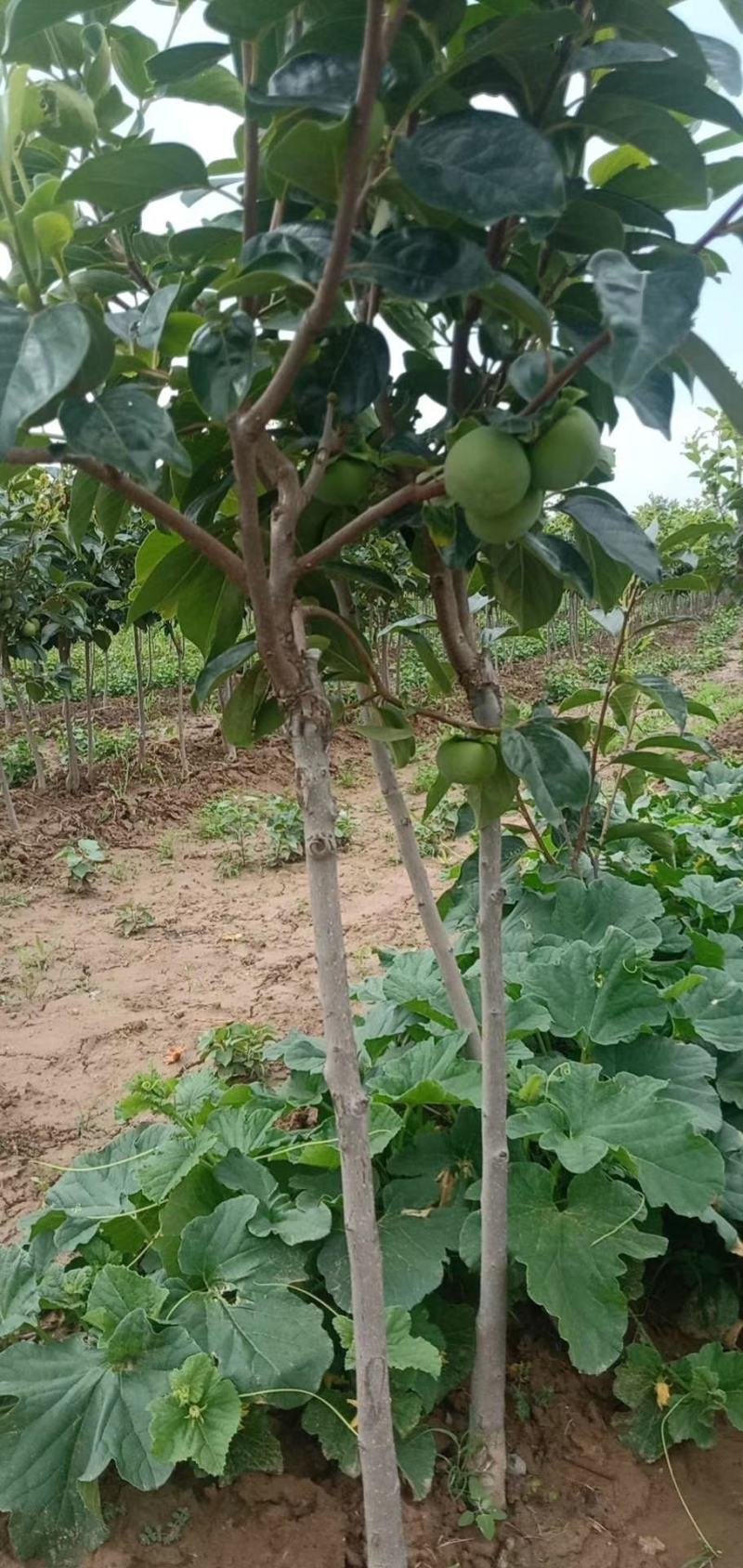 苹果苗