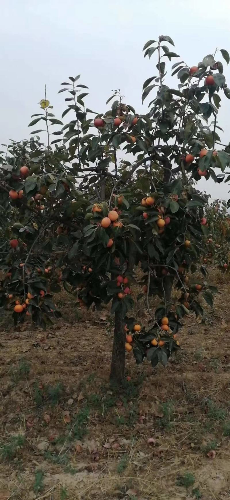 苹果苗