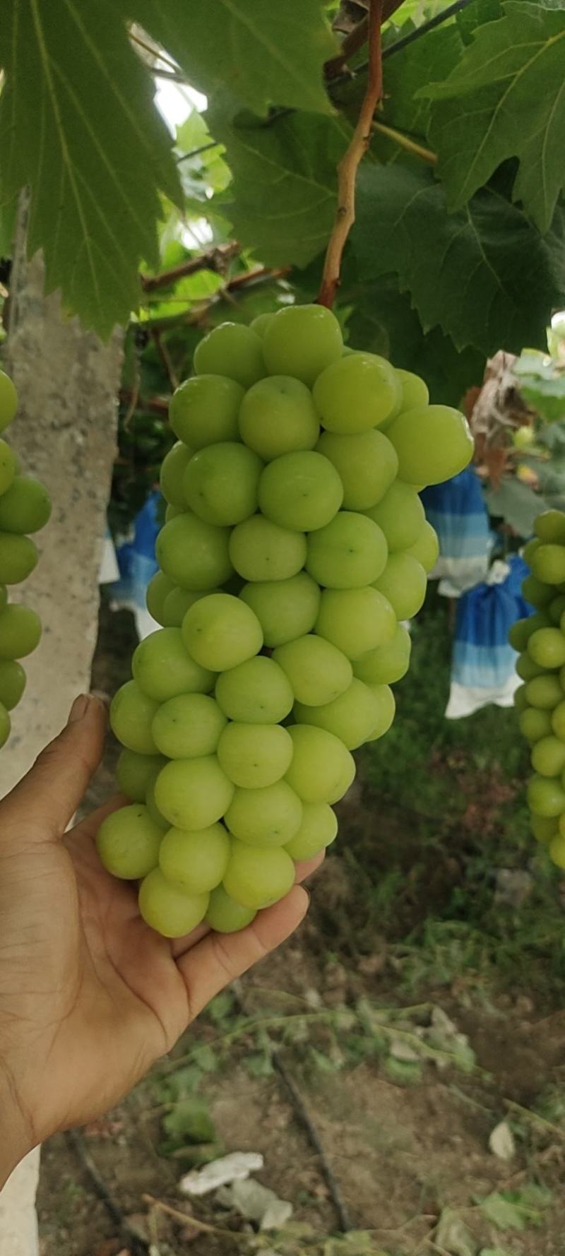 阳光玫瑰