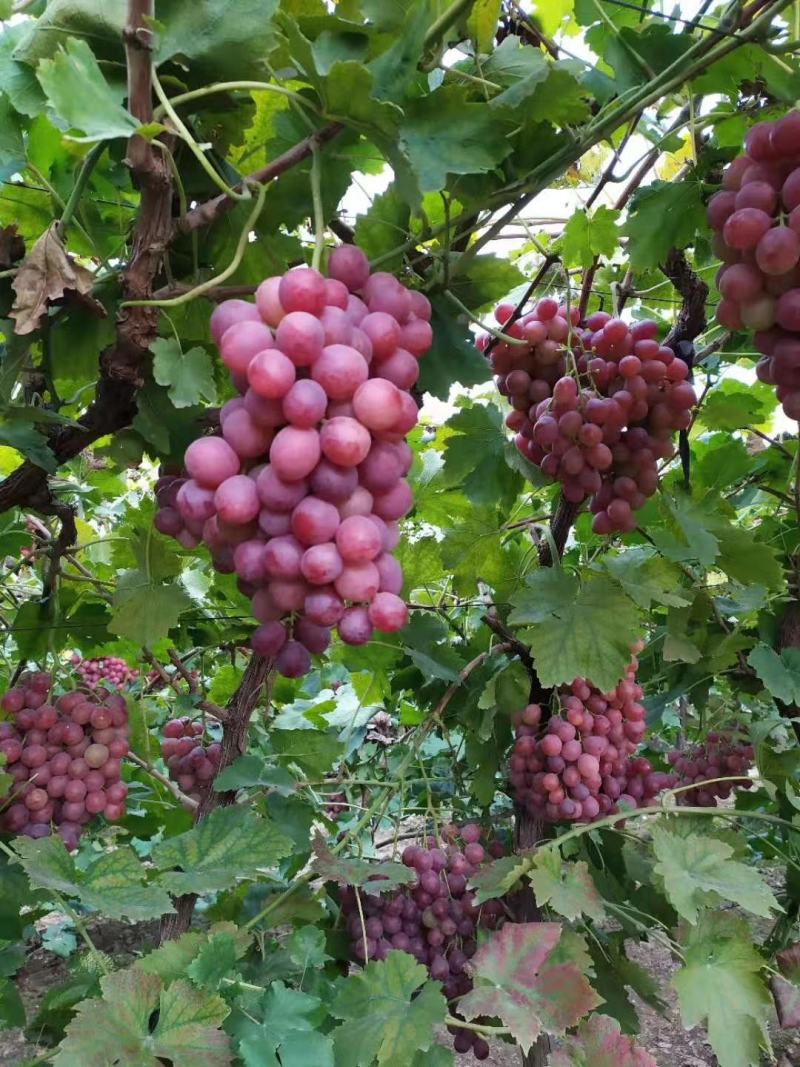 巨峰葡萄