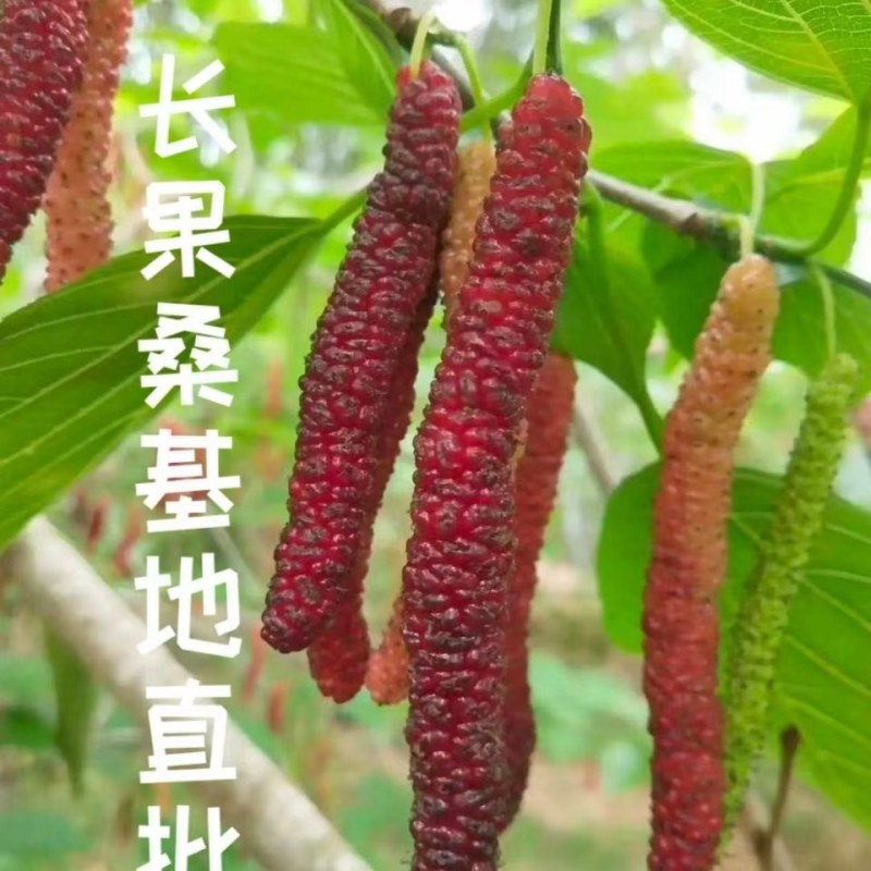 桑树苗桑葚树苗果树盆栽四季结果无籽特大桑果长桑南北方耐寒