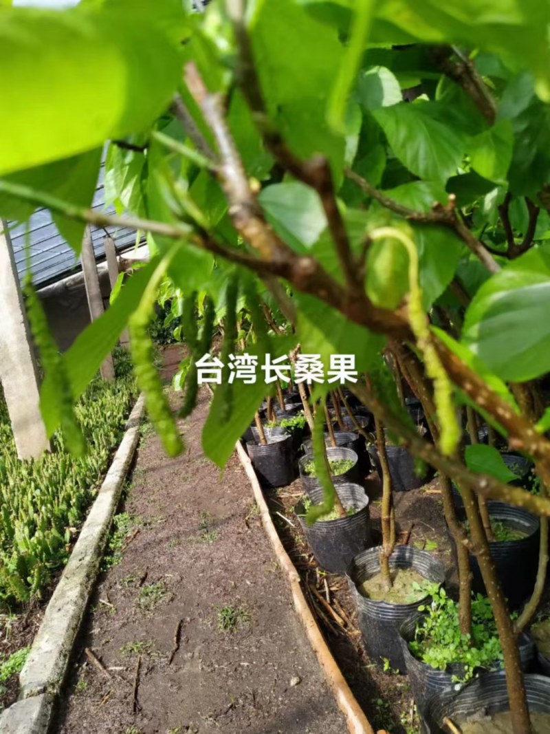桑树苗桑葚树苗果树盆栽四季结果无籽特大桑果长桑南北方耐寒